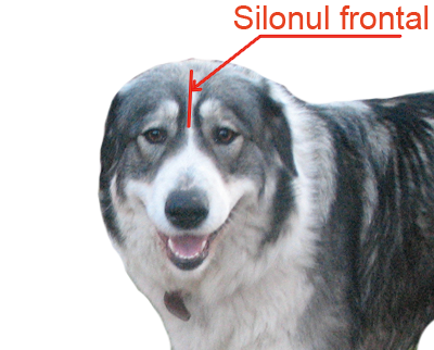 silonfrontal